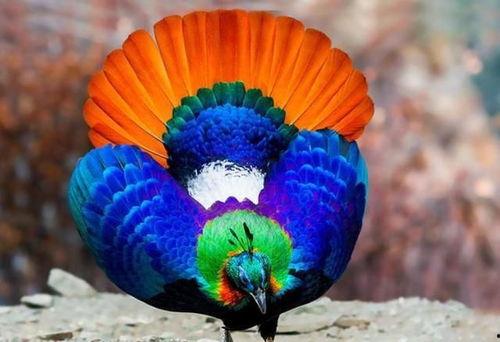 九色PORNY丨国产精品,国产精品的视觉盛宴